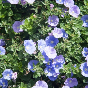 Convolvulus sabatius - Blue Ground Morning Glory