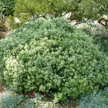 Dwarf Karo plant - Pittosporum crassifolium 'nana'