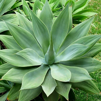 Agave attenuata - Fox Tail Agave
