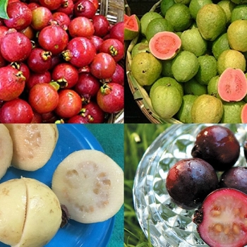 Psidium guajava - Guava