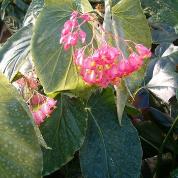 Begonia coccinea - Angel Wing Begonia