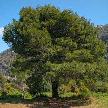 Pinus halepensis - Aleppo Pine