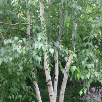Betula pendula - European White Birch - Multi Trunk