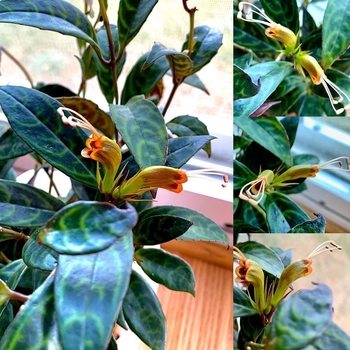 Aeschynanthus longicaulis - Black Pagoda Plant