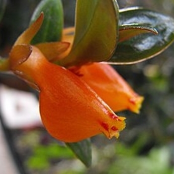 Nemetanthus hybrid - Goldfish Candy Corn Plant