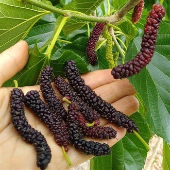 Morus macraura - 'Pakistan' Fruiting Mulberry