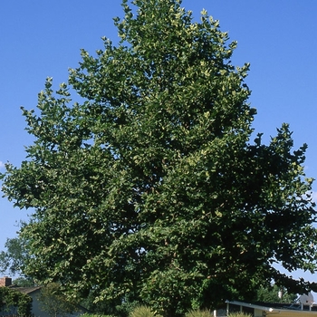 Platanus x acerifolia - London Planetree