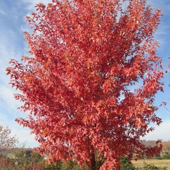 Acer x freemanii - 'Autumn Fantasy&reg;' Freeman Maple