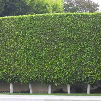 Ficus microcarpa - 'Nitida' Indian Laurel Fig