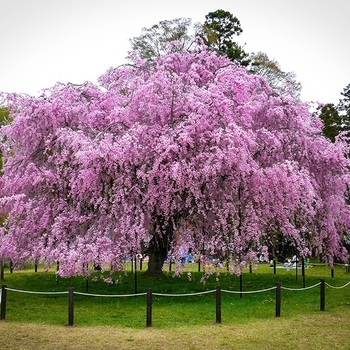 Prunus subhirtella var. pendula - Japanese Weeping Flowering Cherry