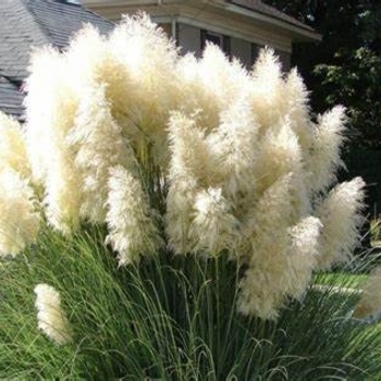 Cortaderia selloana - Pampas Grass