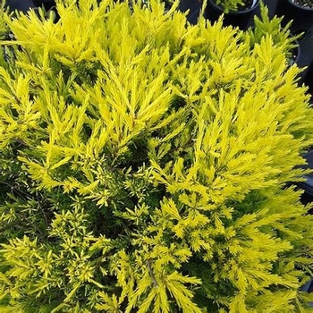 Coleonema pulchrum - 'California Sunset' Golden Breath of Heaven