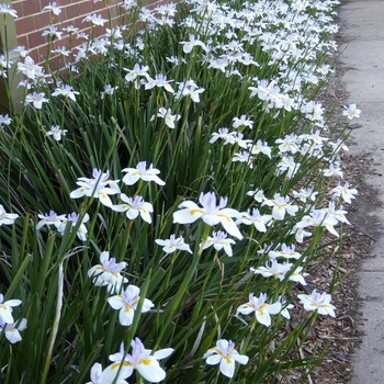 Dietes iridioides - African Iris