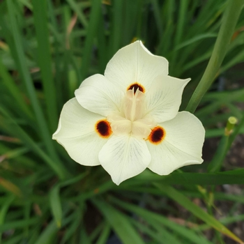 Dietes bicolor - Yellow African Iris