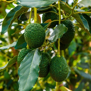 Persea americana - Avocado