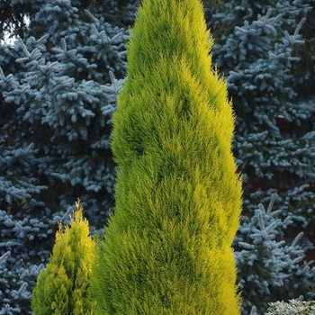 Cupressus macrocarpa - 'Lemon Yellow' Monterey Cypress