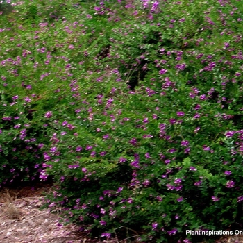Polygala fruticosa - 'Petite Butterflies' Sweet Pea Shrub