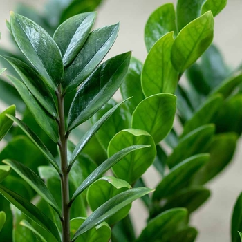 Zamioculcas zamiifolia - ZZ Plant