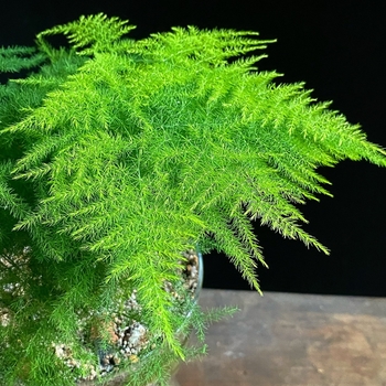 Asparagus setaceus - Sprenger's asparagus fern