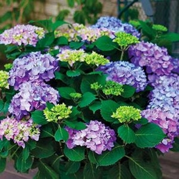 Hydrangea macrophylla - Bigleaf Hydrangea