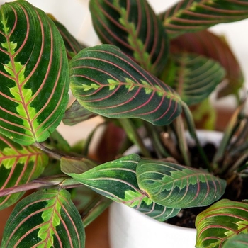 Maranta - Assorted Prayer Plant