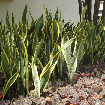 Sansevieria trifasciata - Snake Plant