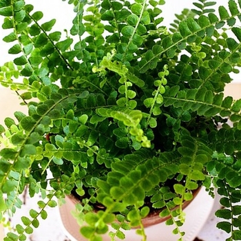 Nephrolepis cordifolia - Cute as a Button&trade; Fern