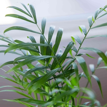 Chamaedorea elegans - Parlor Palm