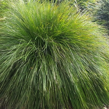 Lomandra longifolia - 'Breeze&trade;' Dwarf Mat Rush
