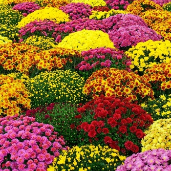 Chrysanthemum - 'Multiple Varieties' Bedding Mum