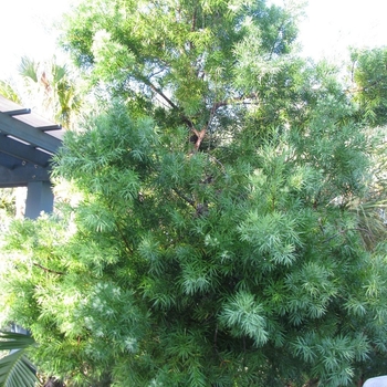 Podocarpus gracilior - Fern Podocarpus