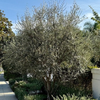 Olea europaea - 'Fruitless' Wilson Fruitless Olive