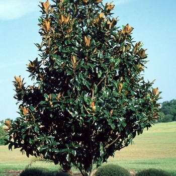 Magnolia grandiflora - 'Saint Mary' Southern Magnolia