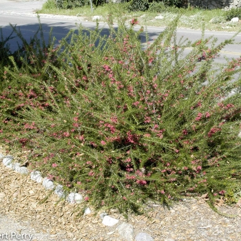 Grevillea noellii - Noel Grevillea