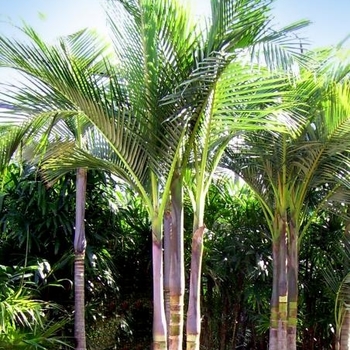 Archontophoenix cunninghamiana - King Palm