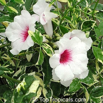 Pandorea jasminoides - Variegated Pink Bower Vine