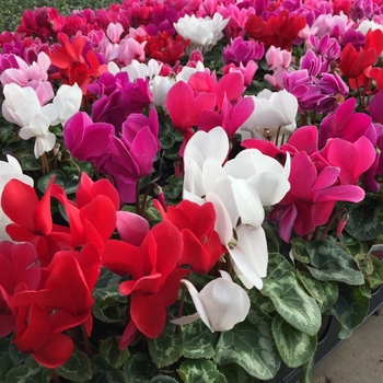 Mix colors - Cyclamen persicum