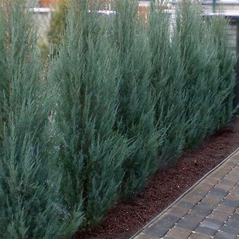Juniperus scopulorum - 'Skyrocket' Juniper