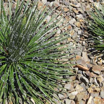 Agave geminiflora - Twin-Flowered Agave