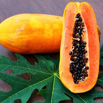 Carica papaya - Papaya