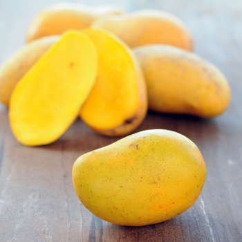 Mangifera indica - 'Manila' Mango