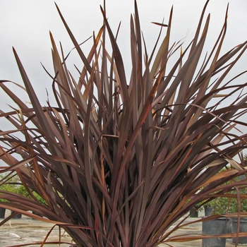 Phormium - 'Amazing Red' New Zealand Flax