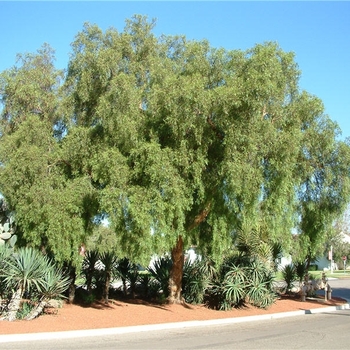 Schinus molle - California pepper tree
