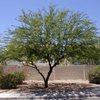 Prosopis chilensis - Thornless Chilean Mesquite