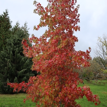 Liquidambar styraciflua - Sweet Gum