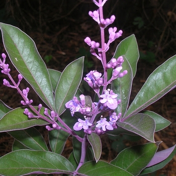 Vitex trifolia - 'Purpurea' Arabian Lilac