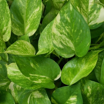 Epipremnum aureum - Golden Pothos