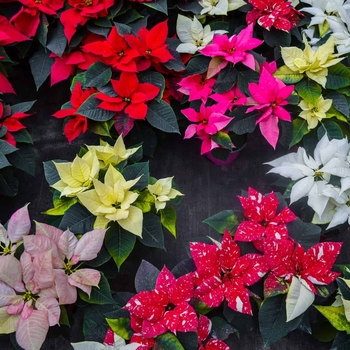 Euphorbia pulcherrima - Assorted Poinsettia