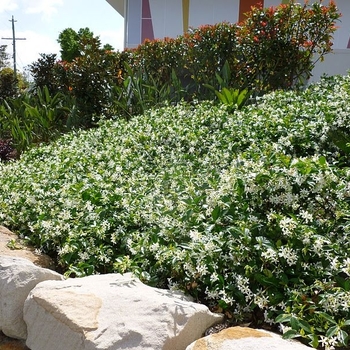 Trachelospermum jasminoides - Star Jasmine (Groundcover)
