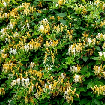 Lonicera japonica - 'Halliana' Hall's Honeysuckle 